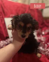 Buddy, a male Yorkipoo for sale in Glenwood, AR – Photo 4 of 4