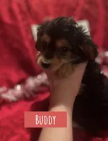 Buddy, a male Yorkipoo for sale in Glenwood, AR – Photo 1 of 4
