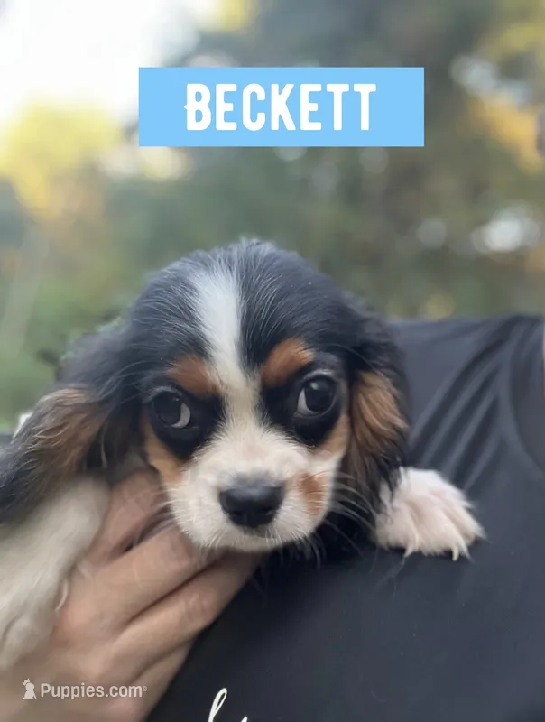 Beckett  – Cavalier King Charles Spaniel puppy for sale in Glenwood, AR