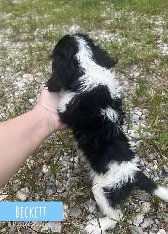 Beckett  – Cavalier King Charles Spaniel puppy for sale in Glenwood, AR