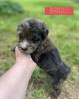 Brodie, a male Aussiedoodle for sale in Glenwood, AR – 4 of 6