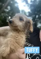 Tuffy, a male Aussiedoodle for sale in Glenwood, AR – 4 of 7