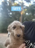 Tuffy, a male Aussiedoodle for sale in Glenwood, AR – 2 of 7