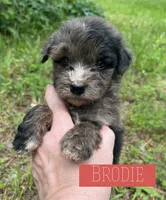 Brodie, a male Aussiedoodle for sale in Glenwood, AR – 2 of 2