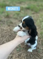 Beckett , a male Cavalier King Charles Spaniel for sale in Glenwood, AR – 2 of 9