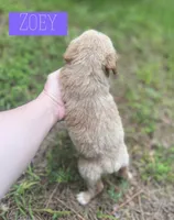 Zoey, a female Aussiedoodle for sale in Glenwood, AR – 6 of 7