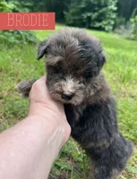 Brodie, a male Aussiedoodle for sale in Glenwood, AR – 5 of 6