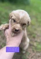 Zoey, a female Aussiedoodle for sale in Glenwood, AR – 7 of 7