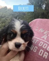 Beckett , a male Cavalier King Charles Spaniel for sale in Glenwood, AR – 4 of 5