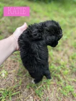Katie, a female Aussiedoodle for sale in Glenwood, AR – 4 of 7