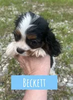 Beckett , a male Cavalier King Charles Spaniel for sale in Glenwood, AR – 2 of 5