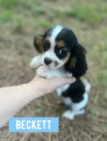 Beckett , a male Cavalier King Charles Spaniel for sale in Glenwood, AR – 3 of 9