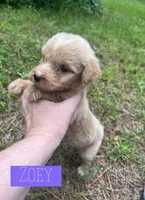 Zoey, a female Aussiedoodle for sale in Glenwood, AR – 4 of 7
