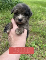 Brodie, a male Aussiedoodle for sale in Glenwood, AR – 1 of 2