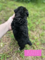 Katie, a female Aussiedoodle for sale in Glenwood, AR – 3 of 7