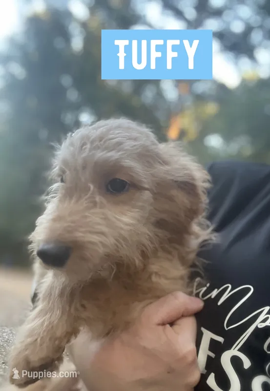 Tuffy – Aussiedoodle puppy for sale in Glenwood, AR