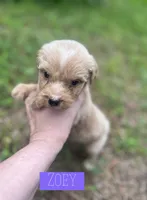 Zoey, a female Aussiedoodle for sale in Glenwood, AR – 5 of 7