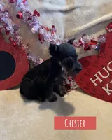 Chester, a male Miniature Schnauzer for sale in Glenwood, AR – Photo 4 of 7