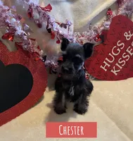 Chester, a male Miniature Schnauzer for sale in Glenwood, AR – Photo 7 of 7