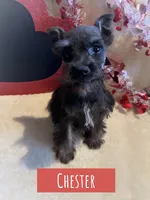 Chester, a male Miniature Schnauzer for sale in Glenwood, AR – Photo 3 of 7