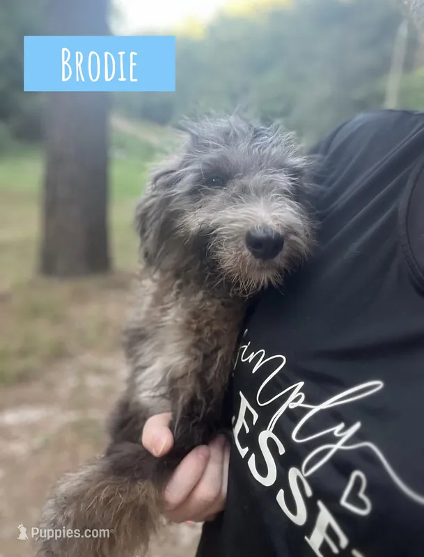 Brodie – Aussiedoodle puppy for sale in Glenwood, AR