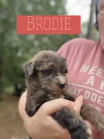 Brodie, a male Aussiedoodle for sale in Glenwood, AR – 6 of 6