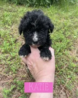 Katie, a female Aussiedoodle for sale in Glenwood, AR – 2 of 4