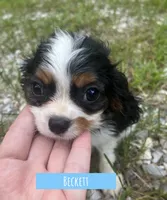 Beckett , a male Cavalier King Charles Spaniel for sale in Glenwood, AR – 3 of 5