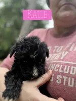 Katie, a female Aussiedoodle for sale in Glenwood, AR – 5 of 7
