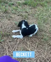 Beckett , a male Cavalier King Charles Spaniel for sale in Glenwood, AR – 4 of 9