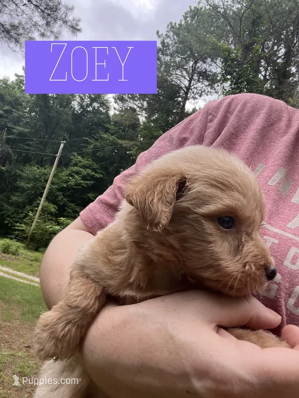 Zoey – Aussiedoodle puppy for sale in Glenwood, AR
