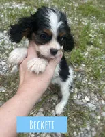 Beckett , a male Cavalier King Charles Spaniel for sale in Glenwood, AR – 5 of 5