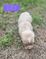 Zoey, a female Aussiedoodle for sale in Glenwood, AR – 2 of 7
