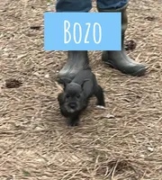 Bozo, a female Miniature Schnauzer for sale in Glenwood, AR – Photo 3 of 3