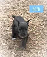 Bozo, a female Miniature Schnauzer for sale in Glenwood, AR – Photo 2 of 3