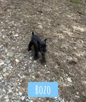 Bozo, a female Miniature Schnauzer for sale in Glenwood, AR – Photo 1 of 3