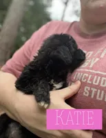 Katie, a female Aussiedoodle for sale in Glenwood, AR – 6 of 7