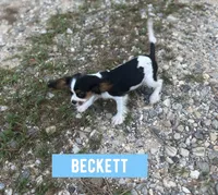 Beckett , a male Cavalier King Charles Spaniel for sale in Glenwood, AR – 9 of 9