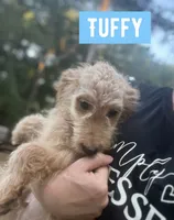Tuffy, a male Aussiedoodle for sale in Glenwood, AR – 3 of 7