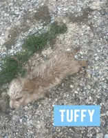 Tuffy, a male Aussiedoodle for sale in Glenwood, AR – 7 of 7