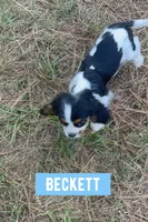 Beckett , a male Cavalier King Charles Spaniel for sale in Glenwood, AR – 5 of 9