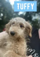 Tuffy, a male Aussiedoodle for sale in Glenwood, AR – 5 of 7