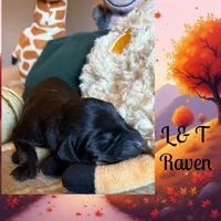 Raven , a female Doberman Pinscher for sale in Pomeroy, OH – 3 of 7