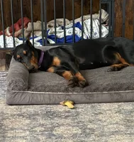 Coming soon , a  Doberman Pinscher for sale in Pomeroy, OH – 3 of 6