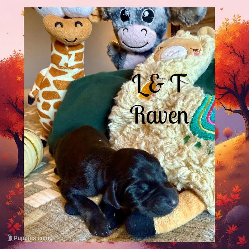Raven  – Doberman Pinscher puppy for sale in Pomeroy, OH