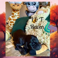 Raven , a female Doberman Pinscher for sale in Pomeroy, OH – 1 of 7