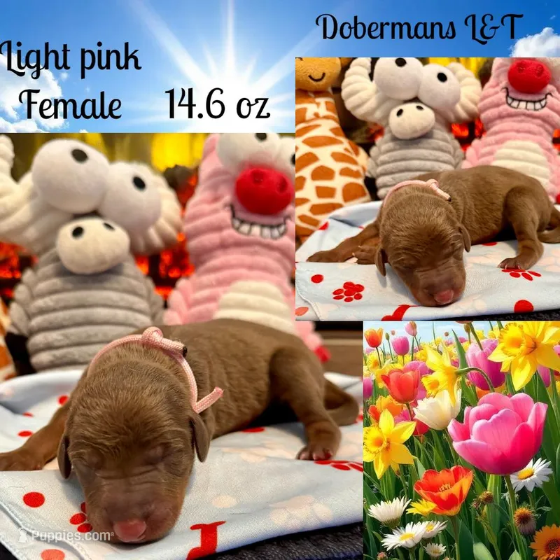 Light Pink  – Doberman Pinscher puppy for sale in Pomeroy, OH