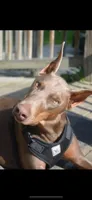Creed, a male Doberman Pinscher for sale in Pomeroy, OH – Photo 2 of 6
