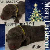 Creed, a male Doberman Pinscher for sale in Pomeroy, OH – Photo 1 of 6