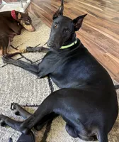 Creed, a male Doberman Pinscher for sale in Pomeroy, OH – Photo 4 of 6